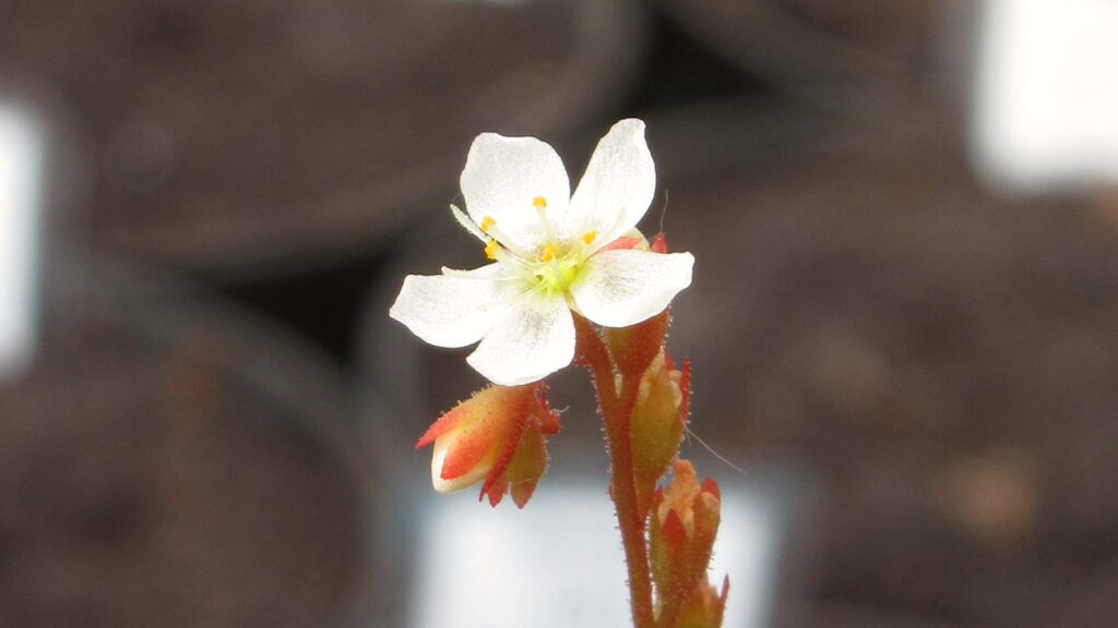Kwiaty drosera spatulata
