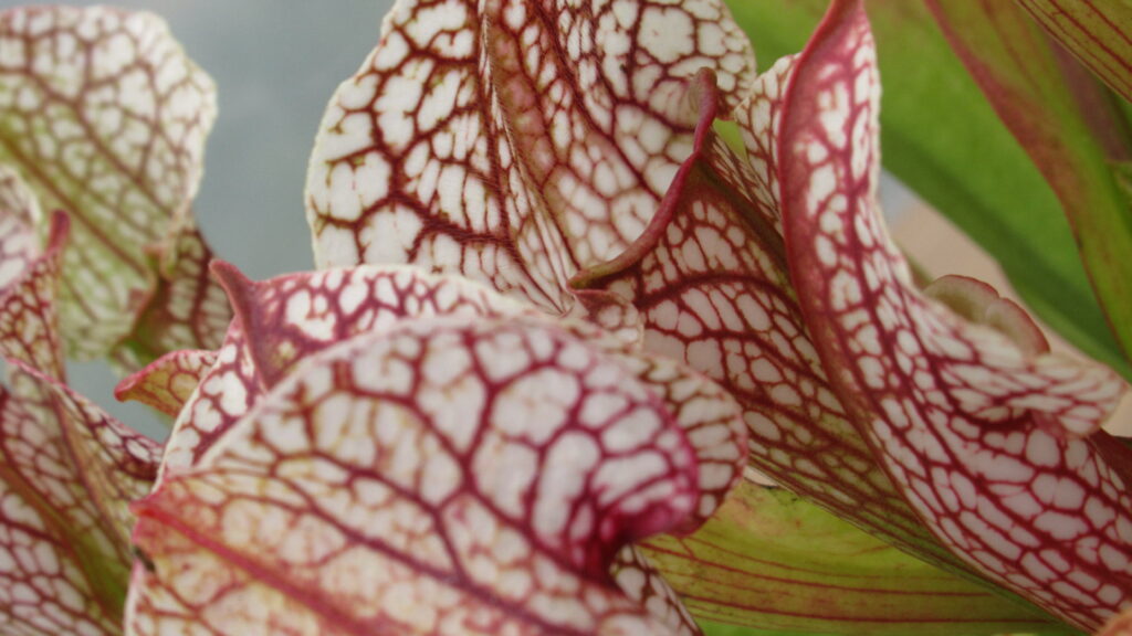 Sarracenia x Skywatcher